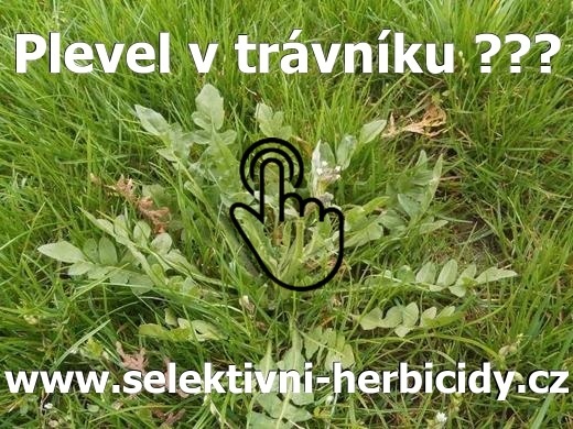 Plevel v trávníku